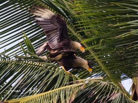 Crested caracaras mating
