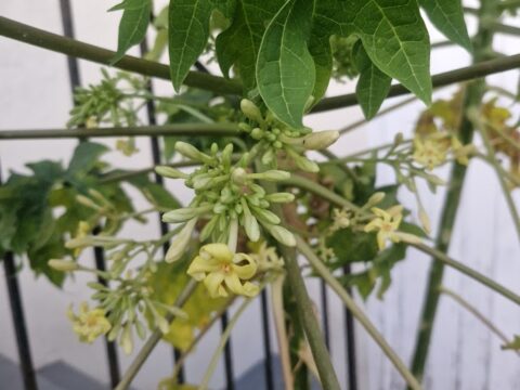 Male Papaya flower and fruit