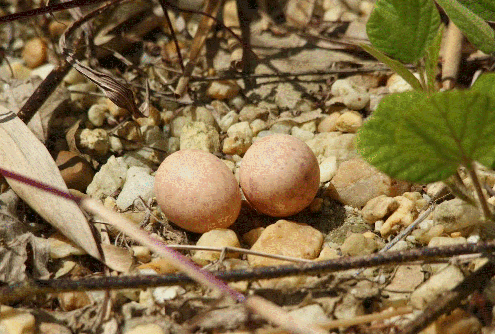 Eggs of the Common Pauraque