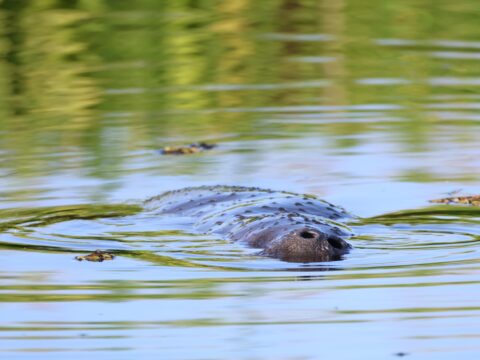 Manatee Mania: A Rare Encounter in East Trinidad